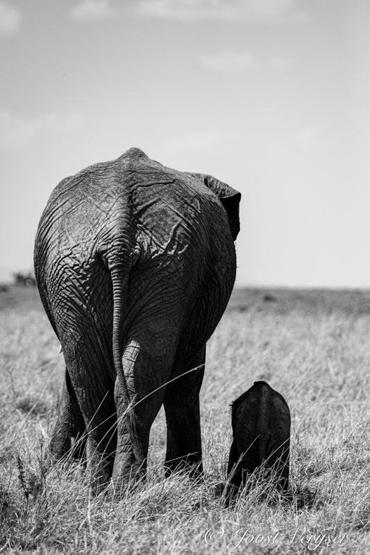 Butts II