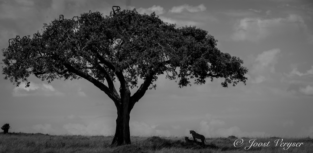 Strength