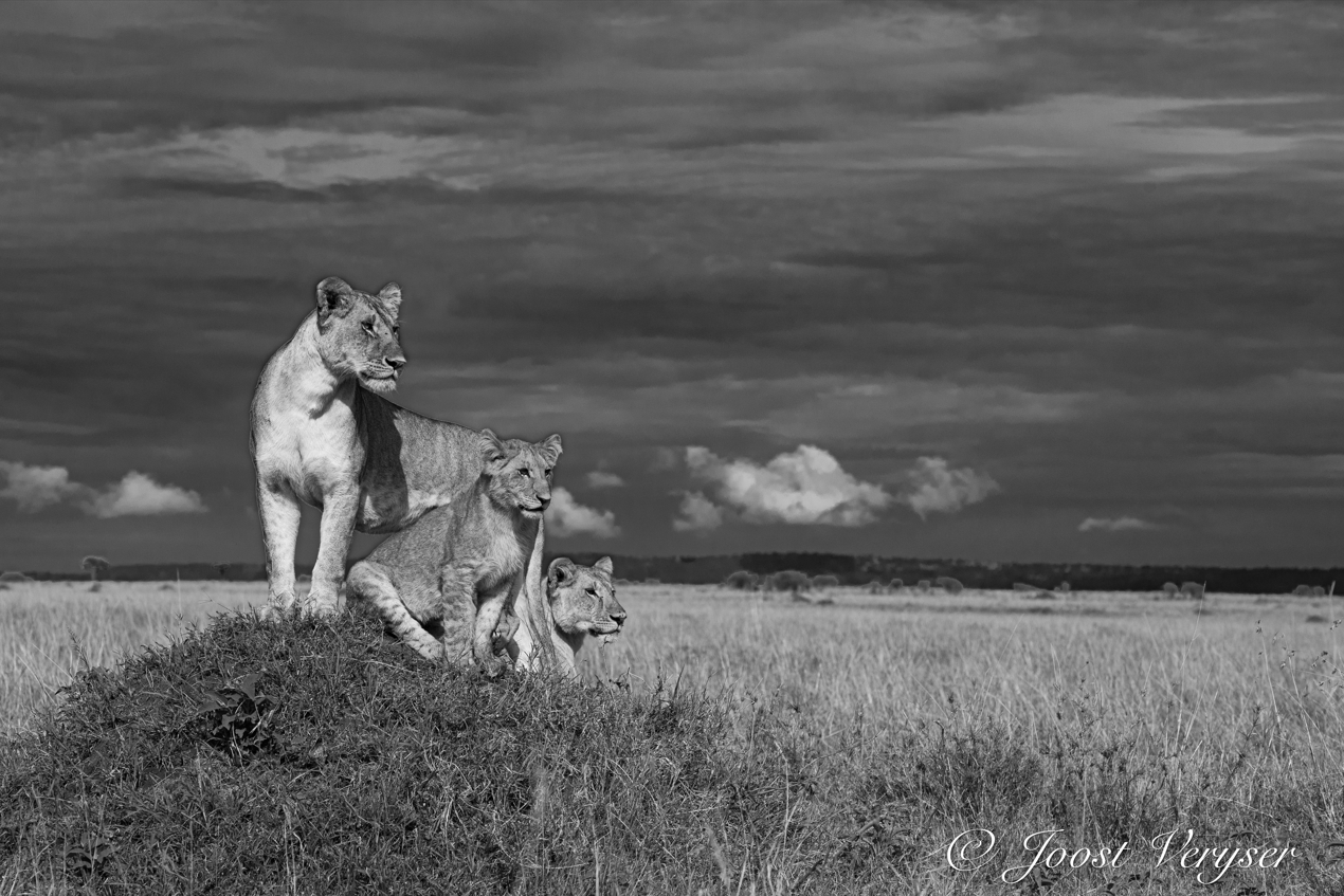 Pride in the name of love